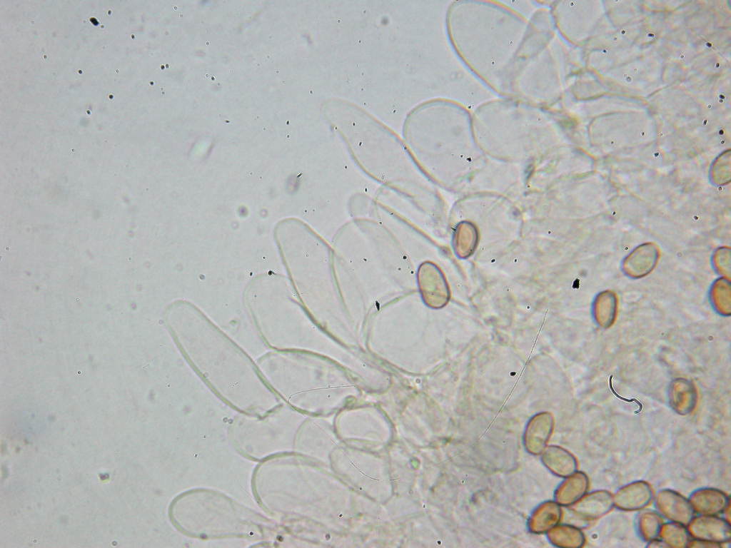 Sotto Alnus glutinosa...(cfr. Inocybe squarrosa)